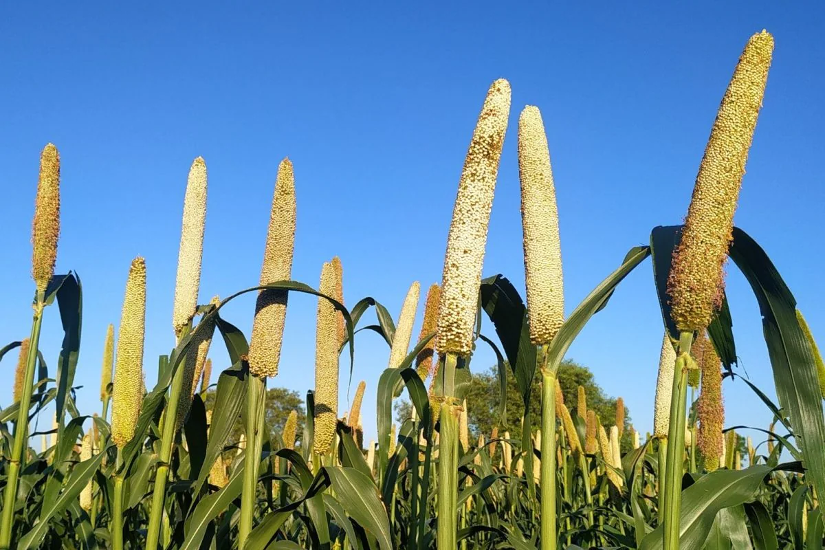 Explainer What Is The Meaning Of International Millets For The Year
