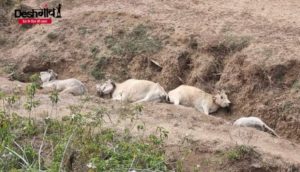 narsinghpur cow death