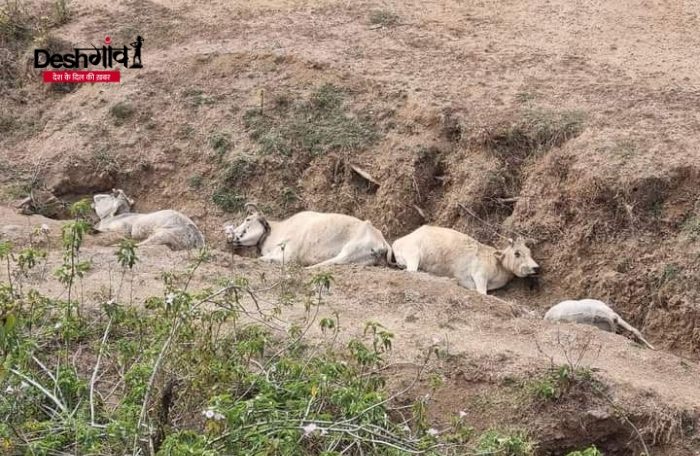 narsinghpur cow death