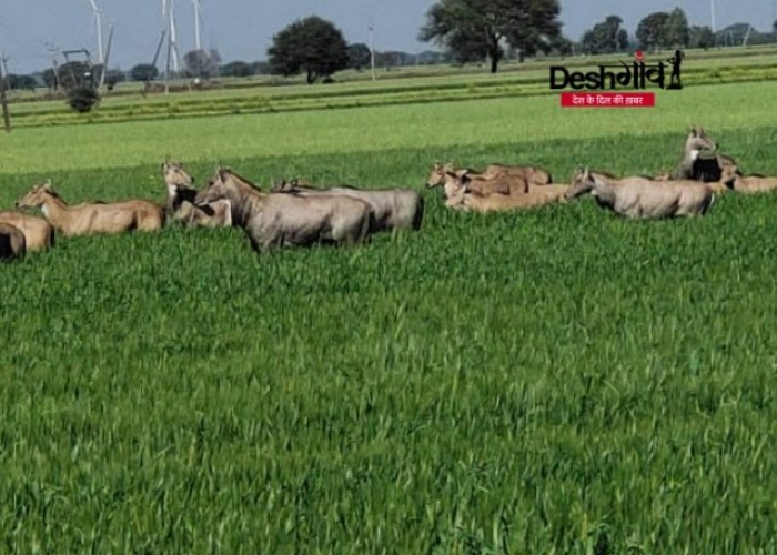 nilgai died due to electric current