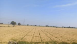 wheat crops dhar