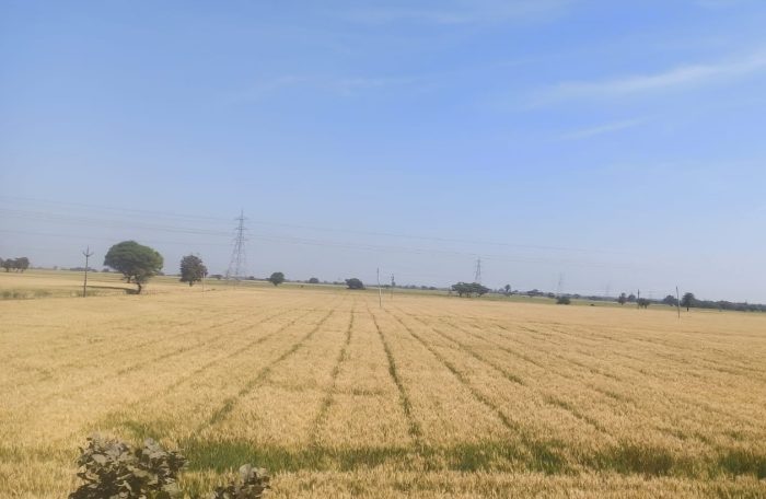 wheat crops dhar