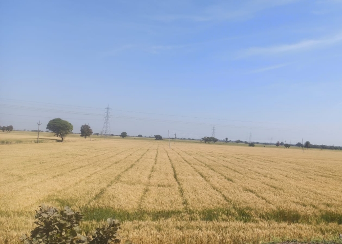 wheat crops dhar