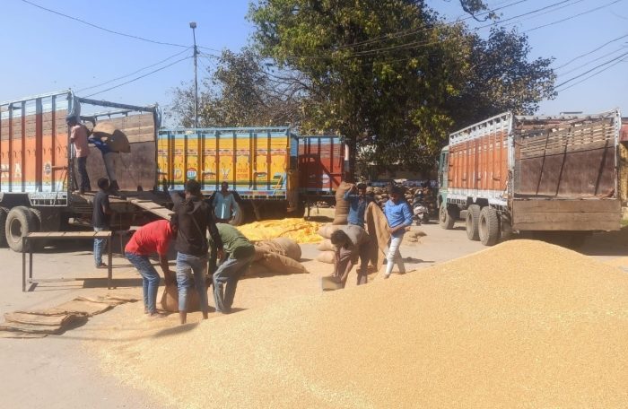 wheat in mandi