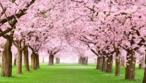 Cherry-Blossom-theme-garden
