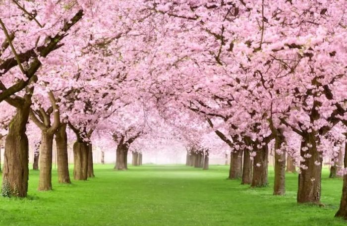 Cherry-Blossom-theme-garden