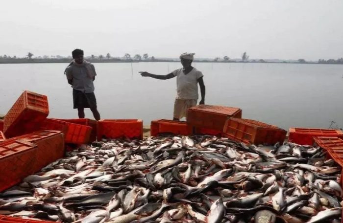 India became the world's third largest producer of fish