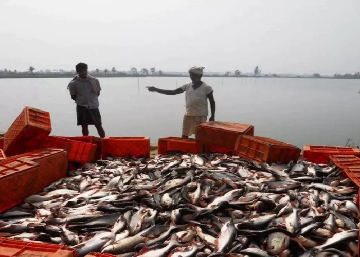 India became the world's third largest producer of fish