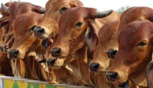 animal husbandry startup