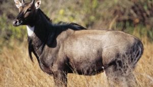 nilgai injury