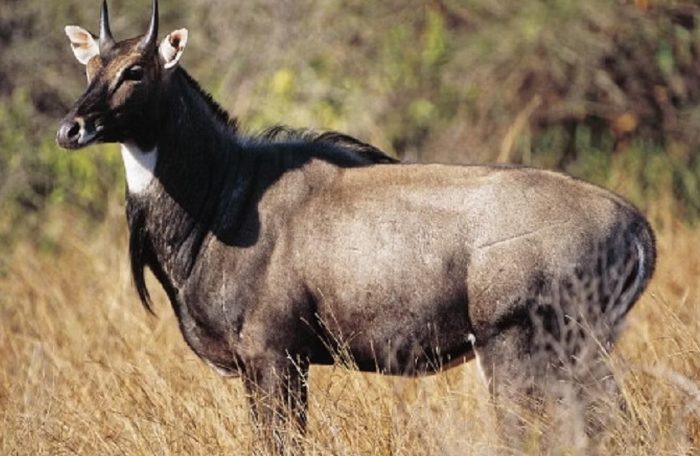 nilgai injury