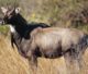 nilgai injury
