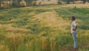 wheat crops in rain