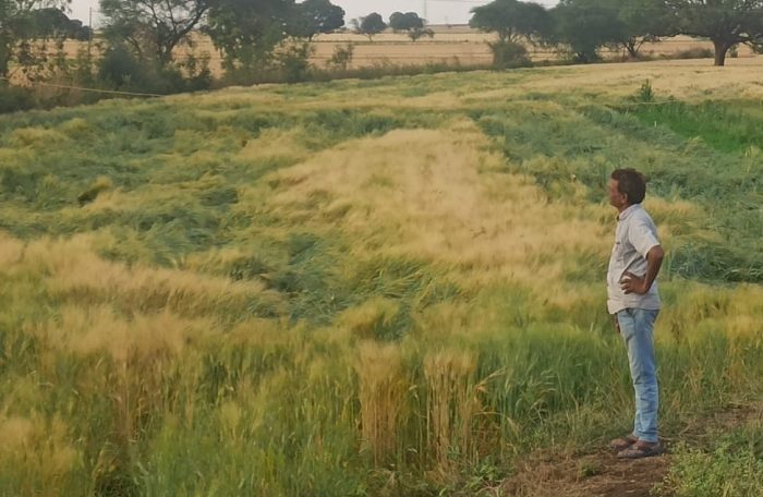 wheat crops in rain