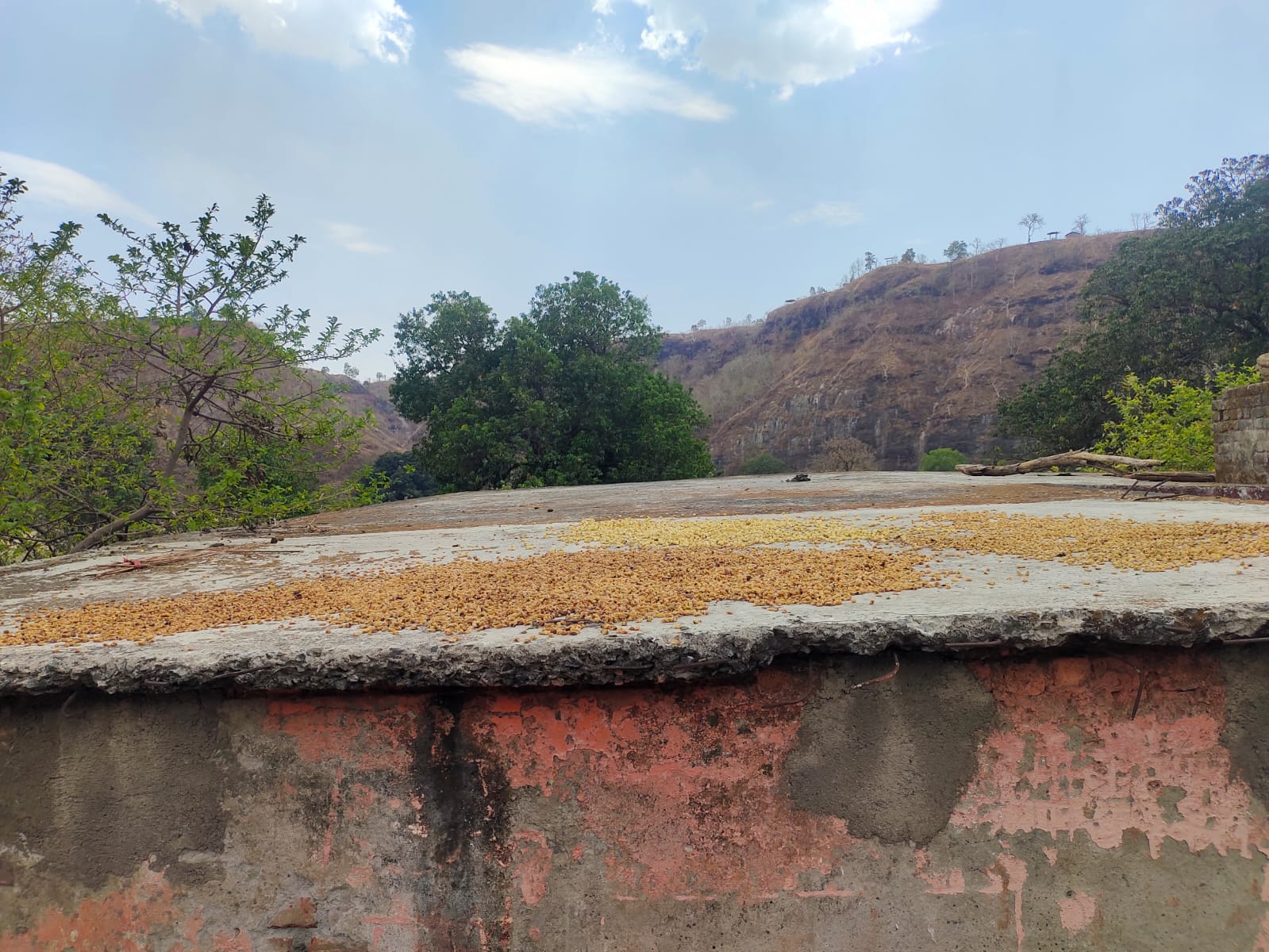 Villagers dry Mahua on the roof of the closed school in Mali village: Photo Deshgaon News