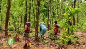 Tribals getting evicted in forest business