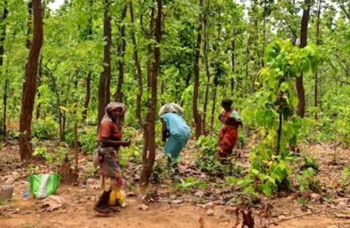 Tribals getting evicted in forest business
