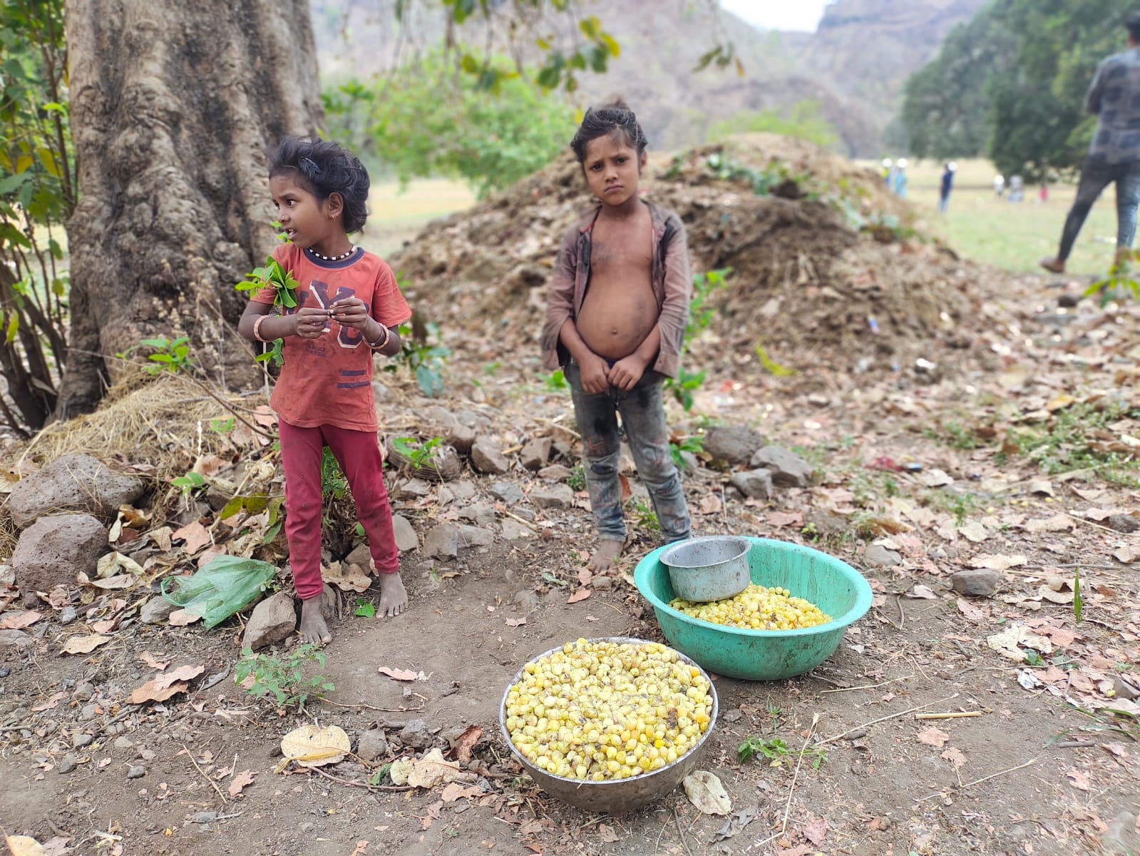 Children picking Mahua fruits in Mali village, there is no facility of Anganwadi in the village. Deshgaon News