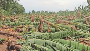 banana crops in burhanpur