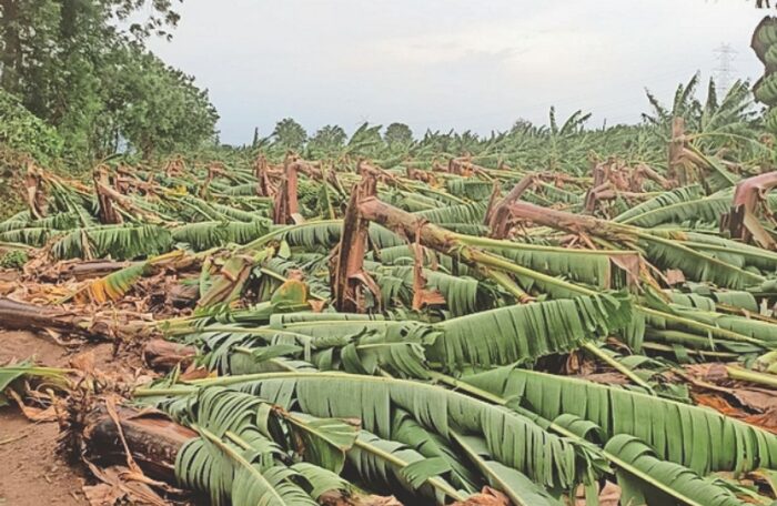 banana crops in burhanpur