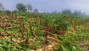 burhanpur banana crops damage