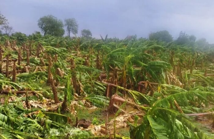 burhanpur banana crops damage