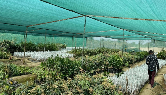 guava cultivation