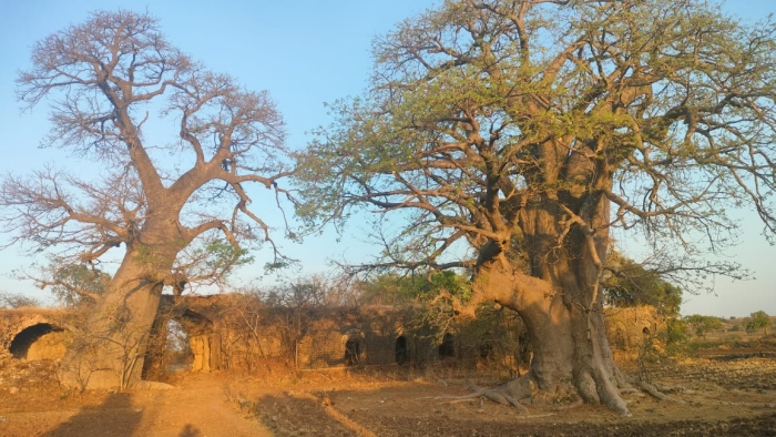 khurasani imli tree dhar