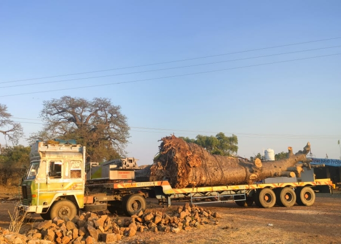 khurasani imli tree on truck
