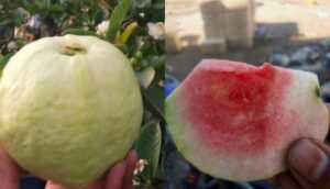 red diamond guava