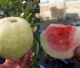 red diamond guava