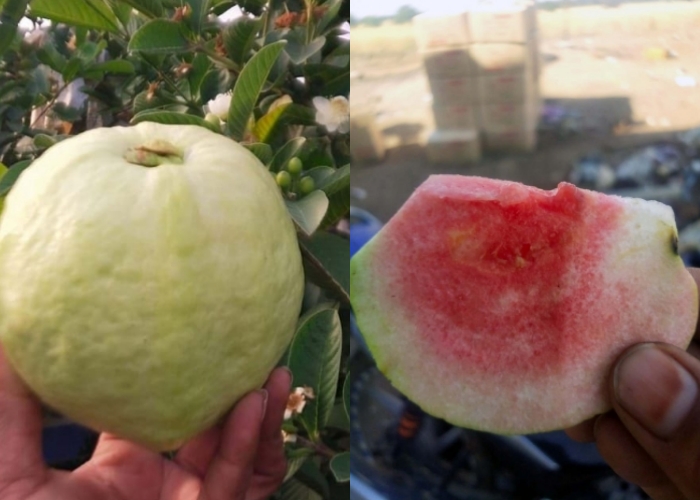 red diamond guava