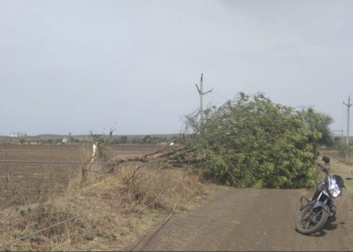 tree fell down in hailstorm