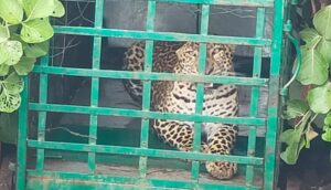 leopard in dhar