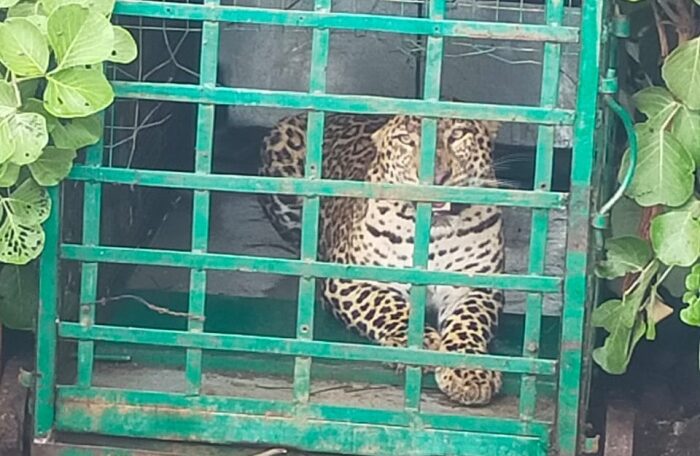 leopard in dhar