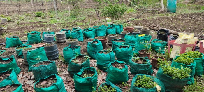 various plants in farm house