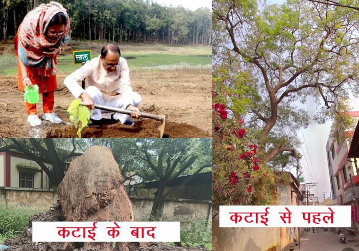 dhar tree cutting