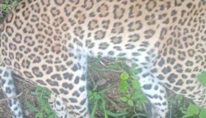 leopard dead in dholya village