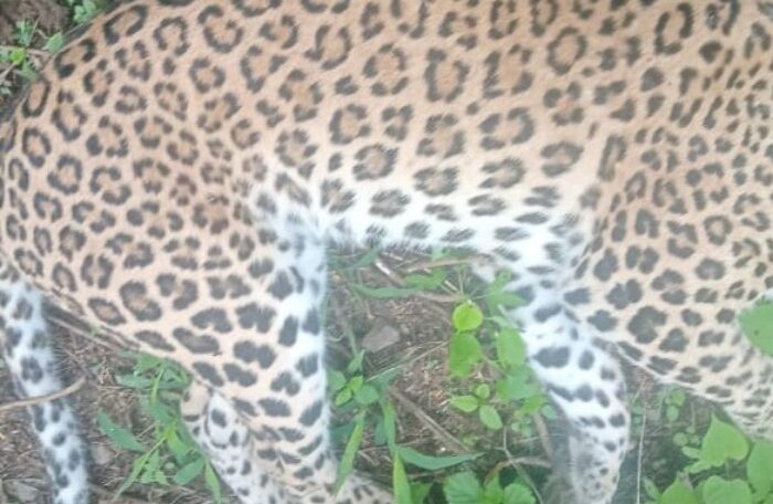 leopard dead in dholya village