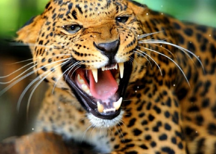 leopard in dhar