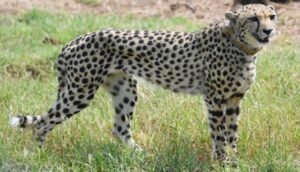 tejas cheetah death in kuno