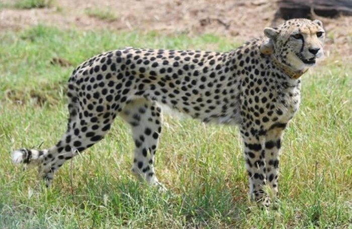 tejas cheetah death in kuno