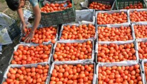 tomatoes in market