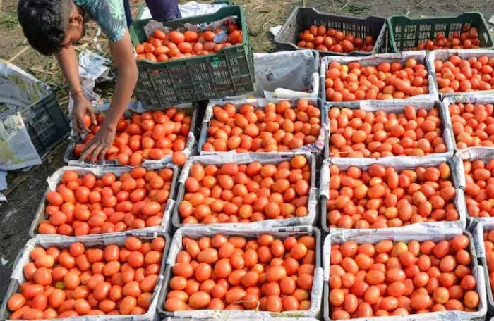 tomatoes in market